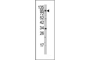Western blot analysis of anti-MYLK3 Antibody (N-term) (ABIN392494 and ABIN2837985) in  cell line lysates (35 μg/lane). (MYLK3 antibody  (N-Term))