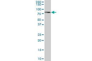 MTMR1 MaxPab polyclonal antibody. (MTMR1 antibody  (AA 1-363))