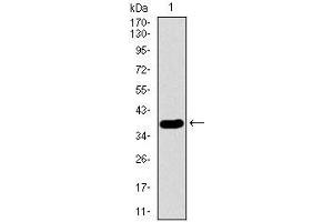 Western blot analysis using SFTPC mAb against human SFTPC recombinant protein.