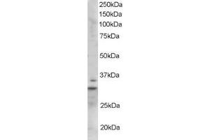 ABIN185246 staining (1µg/ml) of Mouse Heart lysate (RIPA buffer, 35µg total protein per lane). (LIME antibody  (C-Term))