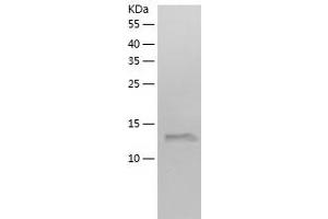 Western Blotting (WB) image for Polymerase (DNA Directed), epsilon 3 (p17 Subunit) (POLE3) (AA 1-147) protein (His tag) (ABIN7124516) (POLE3 Protein (AA 1-147) (His tag))