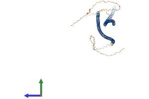 AlphaFold protein structure predicition of Human Recombinant KRT83 Protein, UniprotID P78385