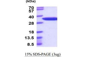 SDS-PAGE (SDS) image for Nicotinamide Nucleotide Adenylyltransferase 1 (NMNAT1) (AA 1-285) protein (His tag) (ABIN6388047) (NMNAT1 Protein (AA 1-285) (His tag))