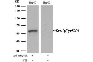 Western blot analysis of extracts from HepG2 cells, treated with Anisomycin or calf intestinal phosphatase (CIP), using Src (Phospho-Tyr529) Antibody. (Src antibody  (pTyr529))