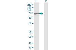 Nucleostemin antibody  (AA 1-549)