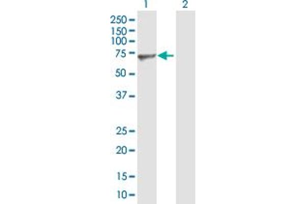 Nucleostemin antibody  (AA 1-549)