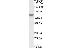 ABIN263165 (0. (Vitamin D-Binding Protein antibody  (Internal Region))