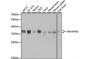 Western blot analysis of extracts of various cell lines using HNRNPA0 Polyclonal Antibody at dilution of 1:3000. (HNRNPA0 antibody)