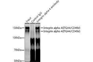 Immunoprecipitation analysis of 300 μg extracts of Jurkat cells using 3 μg Integrin alpha 4 (ITG/CD49d) antibody (054). (ITGA4 antibody)