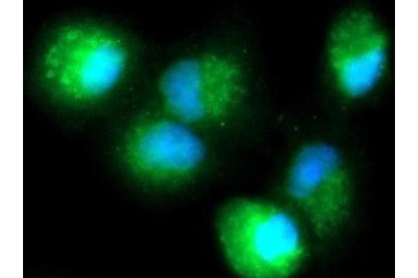 DUSP18 antibody  (AA 1-188) (FITC)