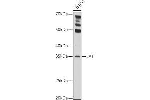 Western blot analysis of extracts of THP-1 cells, using LAT Rabbit pAb (ABIN6128175, ABIN6143099, ABIN6143100 and ABIN6221291) at 1:1000 dilution. (LAT antibody  (AA 28-233))