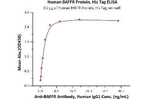 Immobilized Human BAFFR Protein, His Tag (ABIN6972953) at 2 μg/mL (100 μL/well) can bind A Antibody, Human IgG1 with a linear range of 0. (TNFRSF13C Protein (AA 7-71) (His tag))