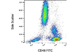 Surface staining of human peripheral blood with anti-CD48 (MEM-102) FITC. (CD48 antibody  (FITC))
