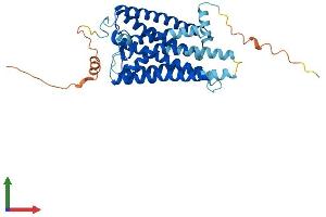 AlphaFold protein structure predicition of Human Recombinant OPN1MW Protein, UniprotID P04001 (OPN1MW Protein (AA 1-364) (His tag))
