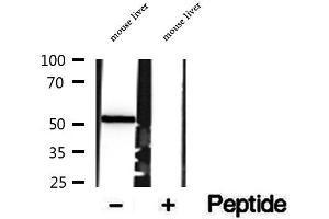 Western blot analysis of extracts of mouse liver tissue, using SUOX antibody. (SUOX antibody  (Internal Region))