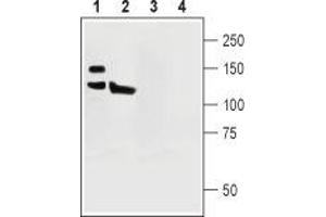 Western blot analysis of rat (lanes 1 and 3) and mouse (lanes 2 and 4) brain lysates: - 1,2. (ATP2B1 antibody  (Intracellular))