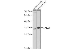 Western blot analysis of extracts of various cell lines, using CDX1 antibody (ABIN6131290, ABIN6138358, ABIN6138359 and ABIN6221374) at 1:1000 dilution. (CDX1 antibody  (AA 136-265))