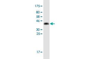 ZBTB8OS antibody  (AA 1-136)