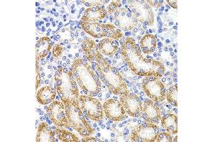 Immunohistochemistry of paraffin-embedded rat kidney using HMGCL antibody. (HMGCL antibody  (AA 1-325))