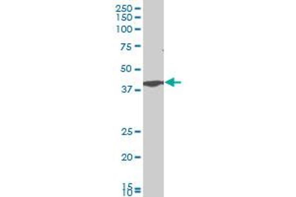 CADM1 antibody  (AA 151-250)