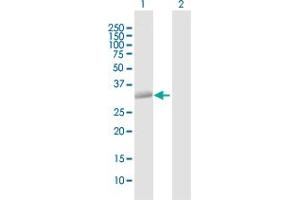 Syntaxin 12 antibody  (AA 1-276)