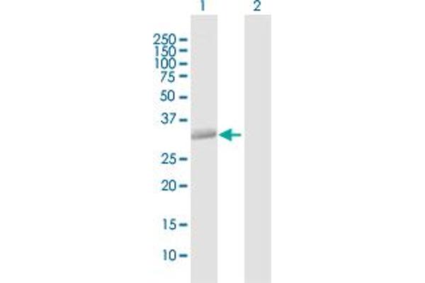 Syntaxin 12 antibody  (AA 1-276)