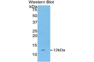 Western Blotting (WB) image for anti-Glycoprotein Hormones, alpha Polypeptide (CGA) (AA 25-116) antibody (ABIN1174838) (CGA antibody  (AA 25-116))