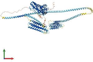 AlphaFold protein structure predicition of Human Recombinant HIP1 Protein, UniprotID O00291 (HIP1 Protein (AA 1-1037) (His tag))