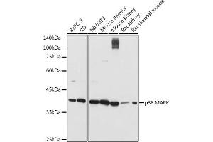 Western blot analysis of extracts of various cell lines, using p38 MAPK antibody (ABIN6130005, ABIN6143524, ABIN6143526 and ABIN6215167) at 1:1000 dilution. (MAPK14 antibody  (AA 1-360))