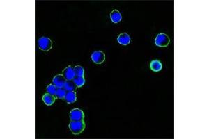 Confocal immunofluorescence analysis of HEK293 cells transfected with recombinant plasmid with human IgG Fc tag using human IgGFc antibody (green). (Mouse anti-Human IgG (Fc Region) Antibody)