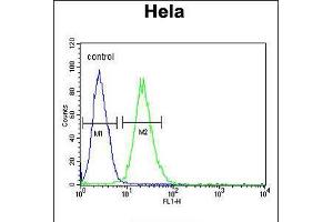 Flow cytometric analysis of Hela cells (right histogram) compared to a negative control cell (left histogram). (RPL31 antibody  (AA 24-51))