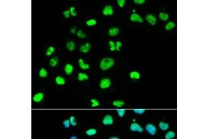 Immunofluorescence analysis of HeLa cells using MSH6 Polyclonal Antibody (MSH6 antibody)