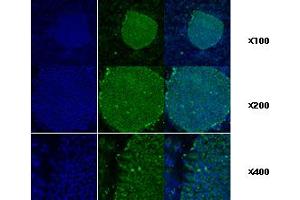 Immunofluorescence staining of human ES cell colony with monoclonal anti-human TRA1 antibody (2H3) (GRP94 antibody)