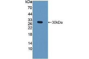 Western blot analysis of recombinant Mouse GAMT. (GAMT antibody  (AA 2-236))
