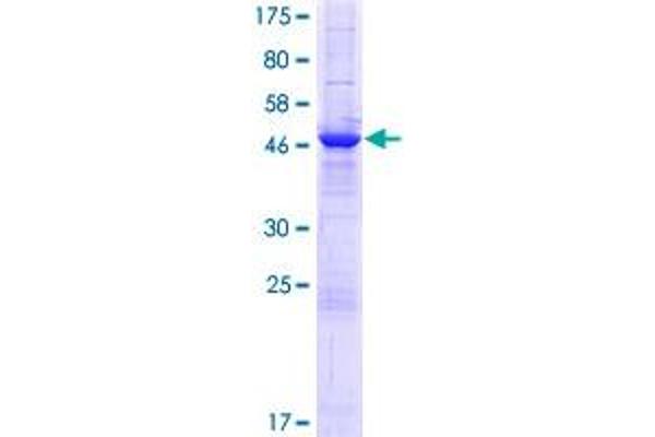 LRRC57 Protein (AA 1-239) (GST tag)