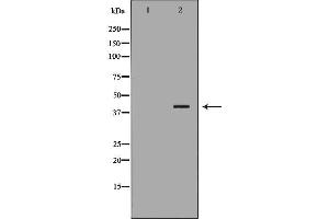 Western blot analysis of Hela whole cell lysates, using RFC4 Antibody.