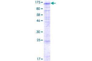Transmembrane and Tetratricopeptide Repeat Containing 2 (TMTC2) (AA 1-836) protein (GST tag)