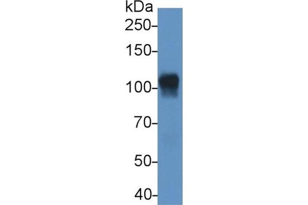 ATP1A1 antibody  (AA 493-660)