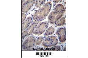 CTTNBP2NL Antibody immunohistochemistry analysis in formalin fixed and paraffin embedded human stomach tissue followed by peroxidase conjugation of the secondary antibody and DAB staining. (CTTNBP2NL antibody  (N-Term))
