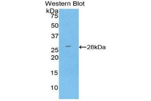 Western Blotting (WB) image for anti-Glutathione S-Transferase kappa 1 (GSTK1) (AA 7-222) antibody (ABIN1859089) (GSTK1 antibody  (AA 7-222))