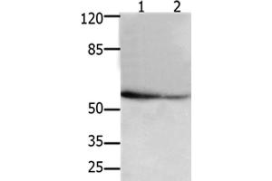 Western Blot analysis of 293T and hela cel using API5 Polyclonal Antibody at dilution of 1:250