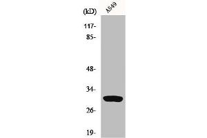 Western Blot analysis of A549 cells using Inhibin β-C Polyclonal Antibody (INHBC antibody  (Internal Region))