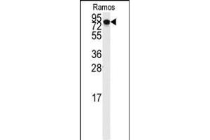 Western blot analysis of anti-DLG7 Antibody (N-term) (ABIN389311 and ABIN2839432) in Ramos cell line lysates (35 μg/lane). (DLGAP5 antibody  (N-Term))