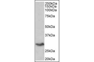 Staining of Human Spleen lysate (35µg protein in RIPA buffer) using VTCN1 antibody at 0. (VTCN1 antibody  (Internal Region))