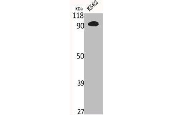 N4BP1 antibody  (Internal Region)