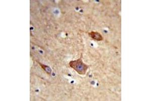 Formalin-fixed and paraffin-embedded human brain tissue reacted with NXPH1 Antibody (N-term) followed which was peroxidase-conjugated to the secondary antibody, followed by DAB staining. (Neurexophilin 1 antibody  (N-Term))