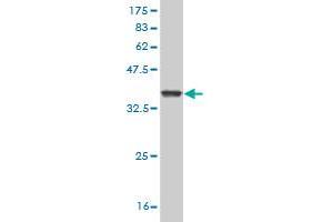 Western Blot detection against Immunogen (37. (GZMM antibody  (AA 85-193))