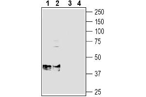 Western blot analysis of rat brain membranes (lanes 1 and 3) and mouse brain membranes (lanes 2 and 4):1-2. (ATPase beta 1, Na, K Peptide)