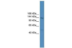 NLRP5 antibody used at 0. (NLRP5 antibody  (N-Term))