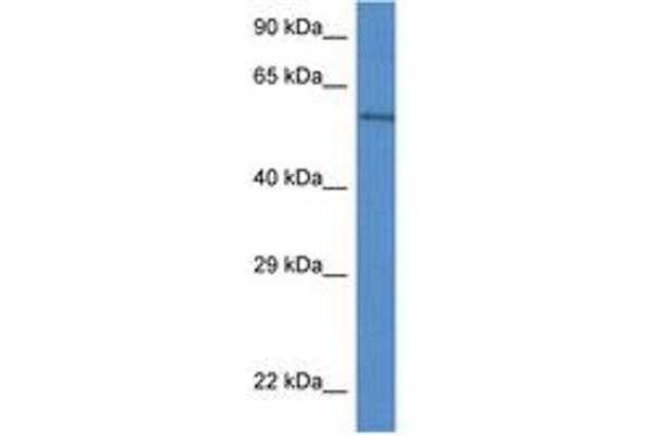 PLXDC2 antibody  (AA 433-482)